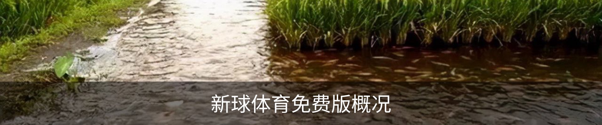新球体育免费版概况